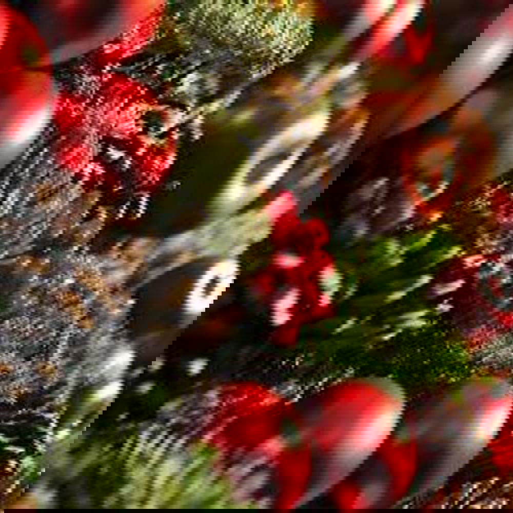 Cricket and Clover potpourri with pinecones red ornaments and berries evoking Christmas tree room spray scent
