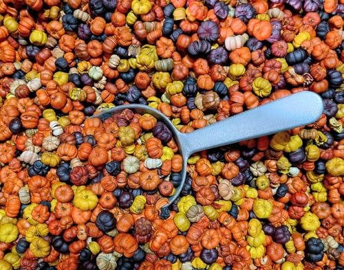 Shoots, Roots & Leather Boots Hot Buttery Maple Syrup Potpourri – 2 Cup Bag – Butter, Maple & Vanilla Scent – Fall Dough Bowl Filler with Putka Pods – Handmade Rustic Home Decor