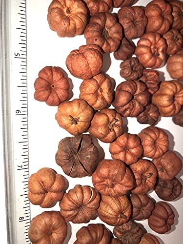 Barn Owl Botanicals Pumpkin Spice Potpourri Scented Putka Pods Bowl Filler Decoration 3 Cup Bag - anything4home
