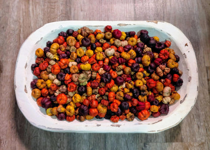 Maple Syrup Potpourri bowl of small dried decorative pumpkins in autumn colors in white oval tray